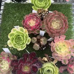 2026年最新】観葉植物 アエオニウムの人気アイテム - メルカリ
