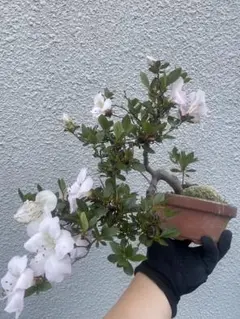 さつき盆栽 (夢花火) 皐月盆栽 サツキ盆栽 - メルカリ