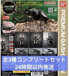 いきもの大図鑑アドバンス　コーカサスオオカブト　全3種コンプリートセット