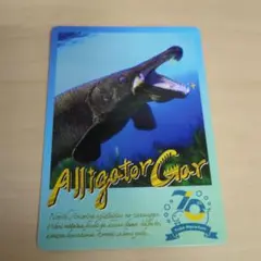 鳥羽水族館 コレクションカード アリゲーターガー