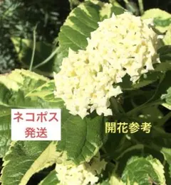 ♪♬♪（プロフご覧ください）様 リクエスト 2点 まとめ商品