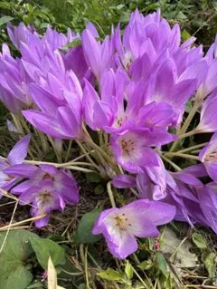 merakikko様 リクエスト 2点 まとめ商品