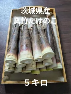 新潟県産 孟宗竹 採れたて - メルカリ
