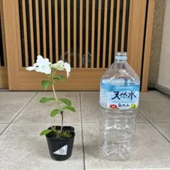 ラグランジアブライダルシャワーDのサムネイル
