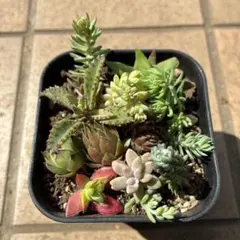 プレステラ90 多肉植物　植木鉢　セダムのサムネイル