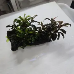 2025年最新】ブセファランドラの人気アイテム - メルカリ