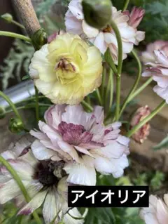 ラナンキュラスラックス　アイオリア　球根　一球のサムネイル