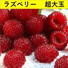マカロン＊プロフィール必須様 リクエスト 2点 まとめ商品