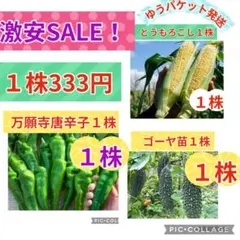 ブランド兵庫県産 万願寺とうがらし 栽培期間中農薬不使用 - メルカリ