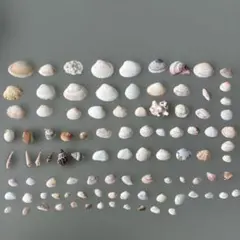 貝殻セット 多様な形状と色　97個