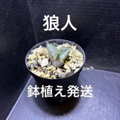 七夕セール　アガベ　チタノタ　狼人①　安心の発根済 鉢植え発送のサムネイル