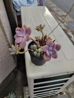 リリア様 リクエスト 2点 まとめ商品