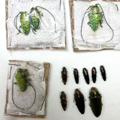 2026年最新】ホウセキカミキリの人気アイテム - メルカリ
