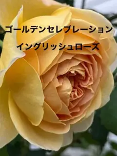 ゴールデンセレブレーション　バラ苗　ER 挿し木　Eのサムネイル