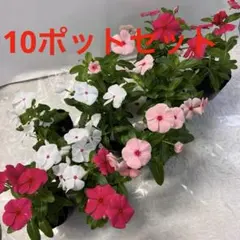 日々草、花苗、10ポットセット！のサムネイル