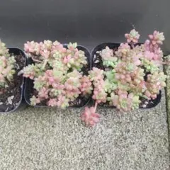 多肉植物　レッドベリー花団錦　1ポットのサムネイル