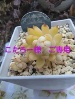 女雛　古株です♡