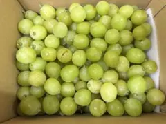 【訳あり】シャインマスカット粒約1kg(箱込)のサムネイル