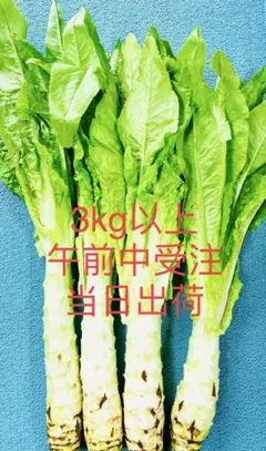 2026年最新】茎レタス4kgの人気アイテム - メルカリ