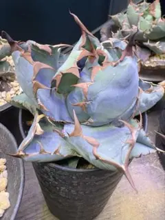 アガベ チタノタ 魔丸 親株 子株付き 鉢植え発送 - メルカリ