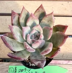 2025年最新】コロラータルーフの人気アイテム - メルカリ