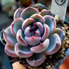 m*u様 ②　白銀姫　ミックスベリア　おらいさん　土付き発送　多肉