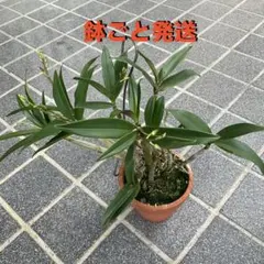 2026年最新】キンギアナムの人気アイテム - メルカリ