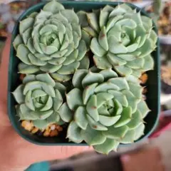 多肉植物 七福神抜き苗 - メルカリ