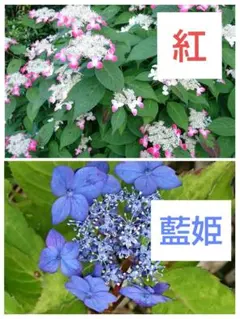 2026年最新】ヤマアジサイ 苗の人気アイテム - メルカリ