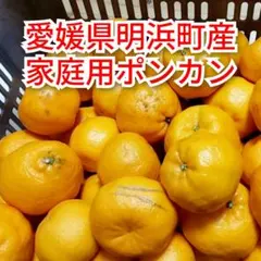 【愛媛県明浜町産】家庭用ポンカン 5キロ(箱込み)