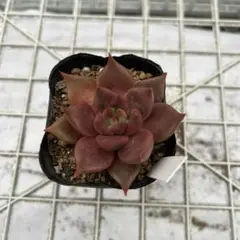 Kazu87様 リクエスト 2点 まとめ商品