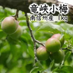 【南信州産】 竜峡小梅 1kg カリカリ梅・梅酒用 5/30収穫当日発送のサムネイル