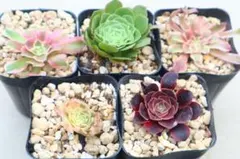 アエオニウム5品種セット「マダラシカ錦&紅魔&Star Burst&銅花順錦&S