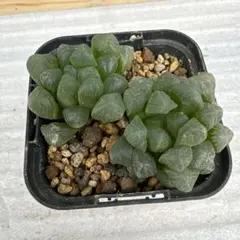 ハオルチア　オブツーサ④のサムネイル