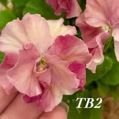 【TB2】ときめきビオラフルフリル種入手困難人気ビオラフリルビオラ15粒のサムネイル