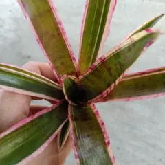 観葉植物；ミニパイン（5年生）約1m - メルカリ