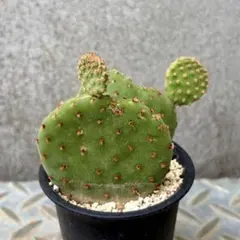 ウチワサボテン 新芽 - メルカリ