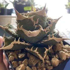 Agave アガベ 包心龍 ほうしんりゅう親株出品 ボールタイプ - メルカリ