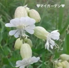 bobsara61様 リクエスト 2点 まとめ商品