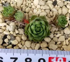 センペルビウム アトロビオラセウムハイムリック - メルカリ