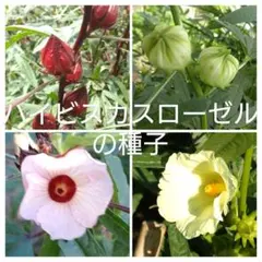 ㉚ハイビスカスローゼルの種子　２種