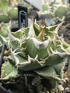 限定特別価格❗️ 015 アガベ　グレート　ホワイトシャークスキン　子株　大きめ 2025年最新】グレートホワイトシャーク アガベの人気アイテム