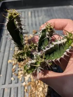 レア実生！　マフィンゲンシス　ユーフォルビア　モナデニウム　多肉植物　塊根植物 レア実生！ マフィンゲンシス ユーフォルビア 多肉植物 塊根植物