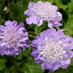 スカビオサ　ブルー　アトロパープレア　　　　花の種