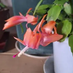 Momo mom様 リクエスト 2点 まとめ商品