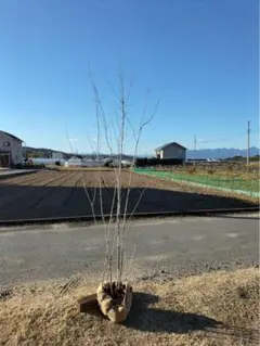 2025年最新】アオダモ 株立ちの人気アイテム - メルカリ