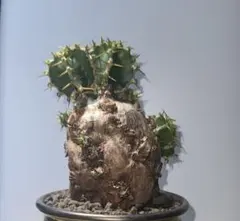 2026年最新】ユーフォルビアムランジーナの人気アイテム - メルカリ