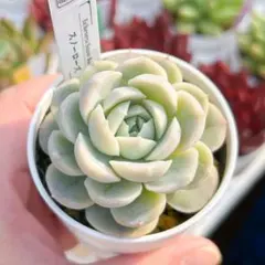 mi様 リクエスト 2点 まとめ商品