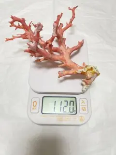 白珊瑚 原木 置物 サンゴ 鳥羽産 珊瑚 美しい 大きい ホワイト