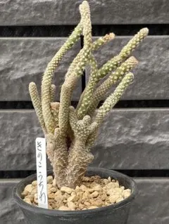 2025年最新】綴化サボテンの人気アイテム - メルカリ